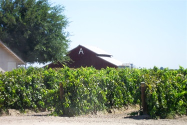 Fresno Grapes and Barn