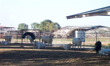 Fresno State University Cattle