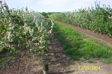 Fresno State University Orchards