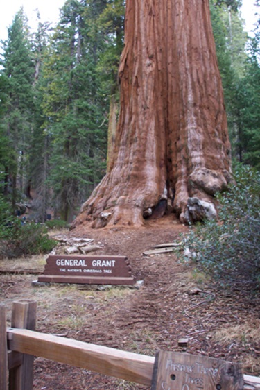 Kings Canyon National Park General Grant Tree