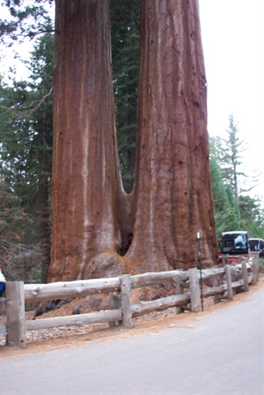 Kings Canyon National Park Grant Grove Split Tree